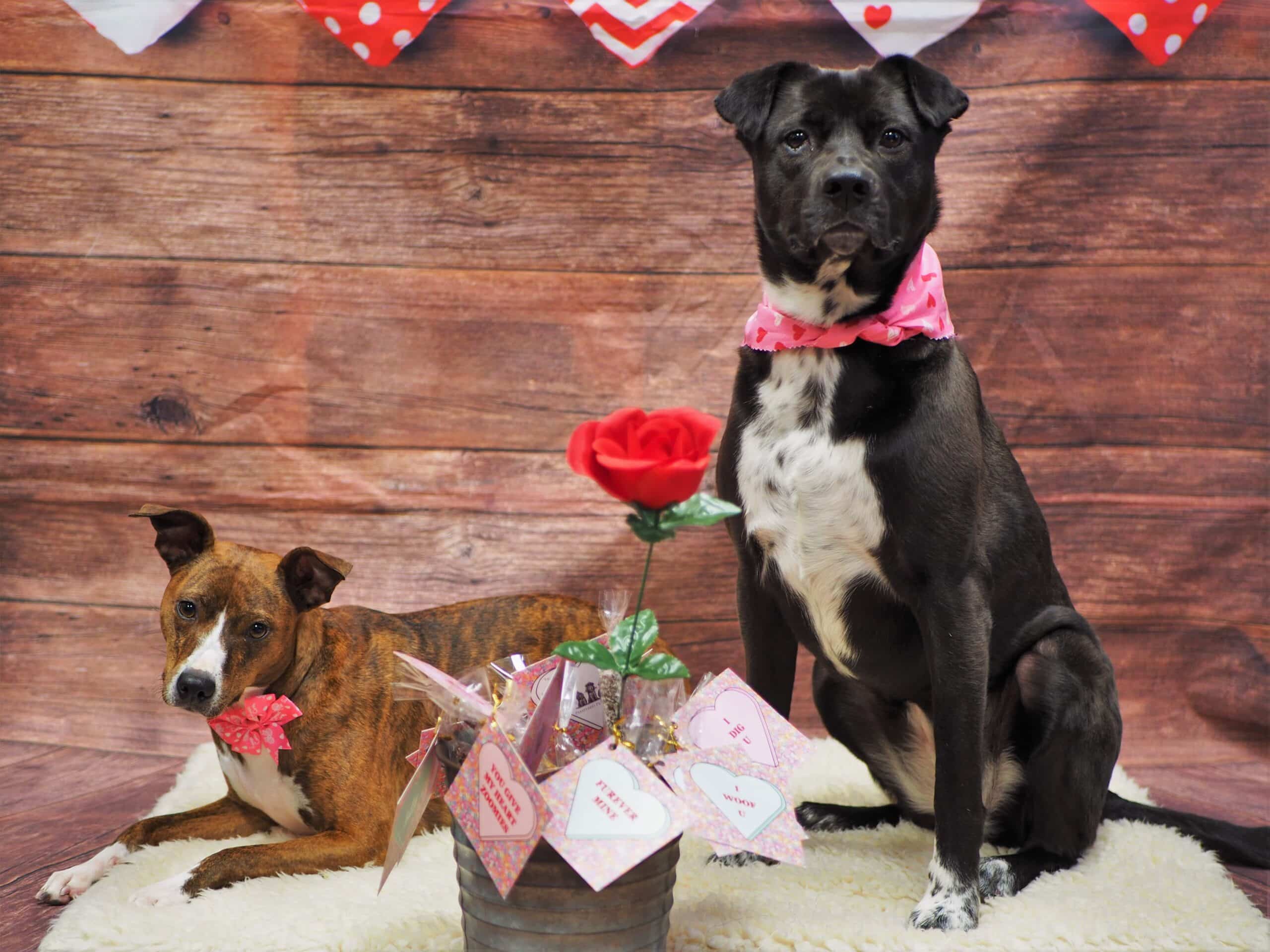 2 dogs posing together in front of a Valentine's backdrop
