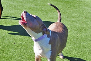 dog on the play yard