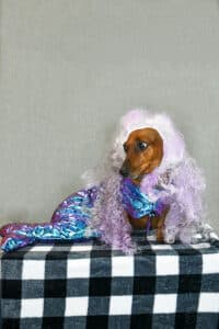 Halloween dog