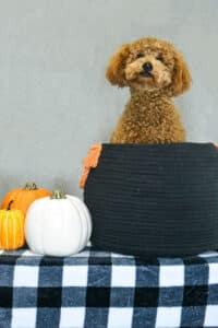 Halloween dog