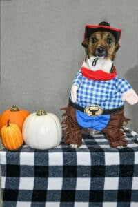 Halloween dog