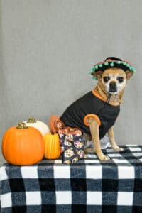 Halloween dog