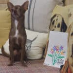 dog and picture