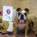 dog and picture