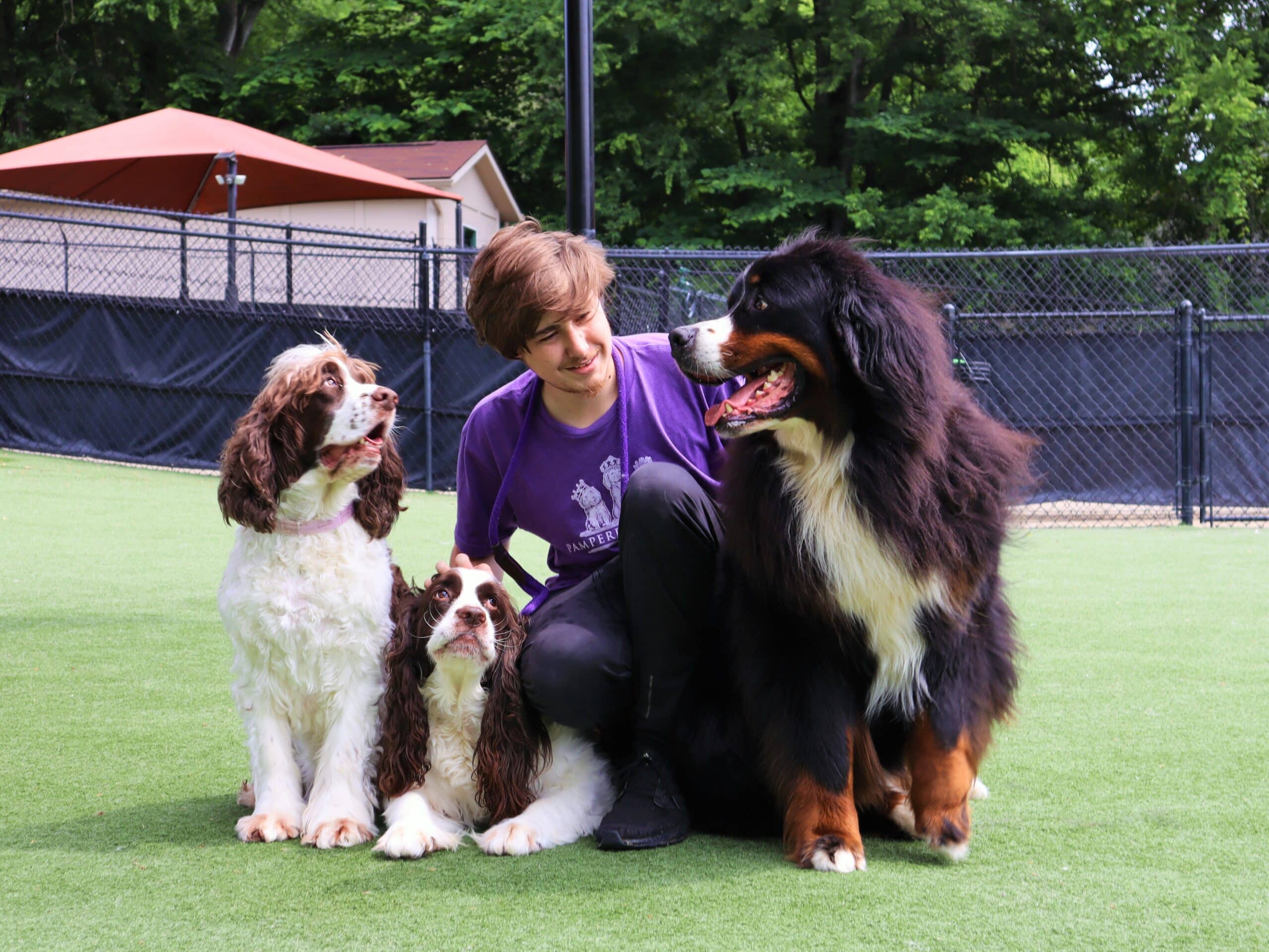 Pet Handler kneeling with three dogs in a play group.