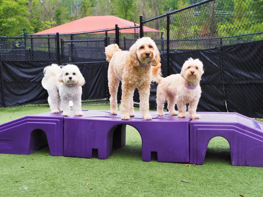 Three dogs on a playscape