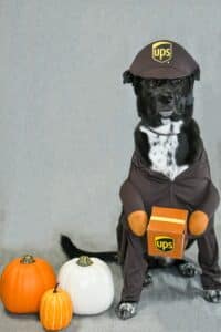 Dog dressed as a UPS driver
