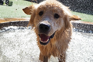 dog playing in a pool