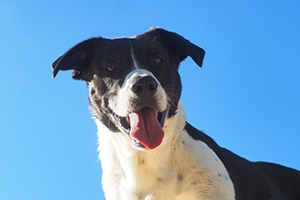 Dog against a blue sky