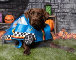 Dog dressed as a car