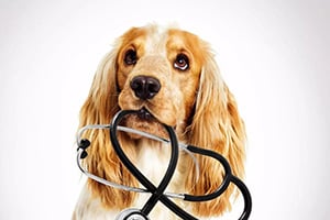 dog holding a stethoscope in it's mouth