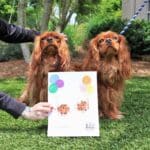 King Charles spaniels with paw painting