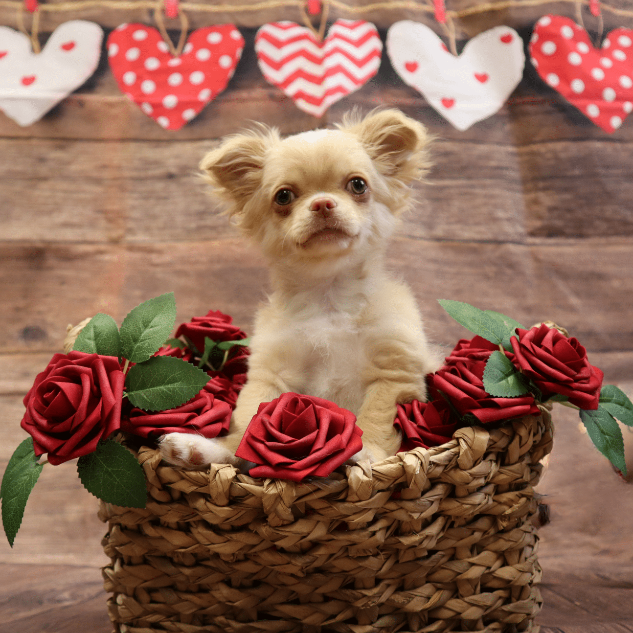 Small dog in a basket or roses