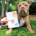 Pitbull with paw painting