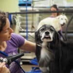 Dog getting blow dried