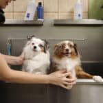 Sibling dogs in the bath together