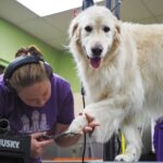 A golden retriever getting their paw pads trimmed