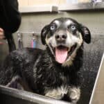 A dog in the tub wet