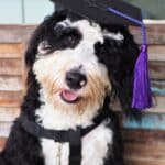 Dog in a graduation hat