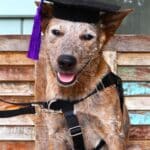 Dog in a graduation hat