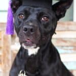 Dog in a graduation hat