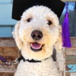 Dog in a graduation hat