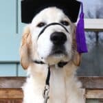 Dog in a graduation hat