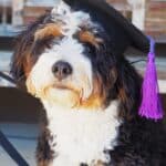 Dog in a graduation hat