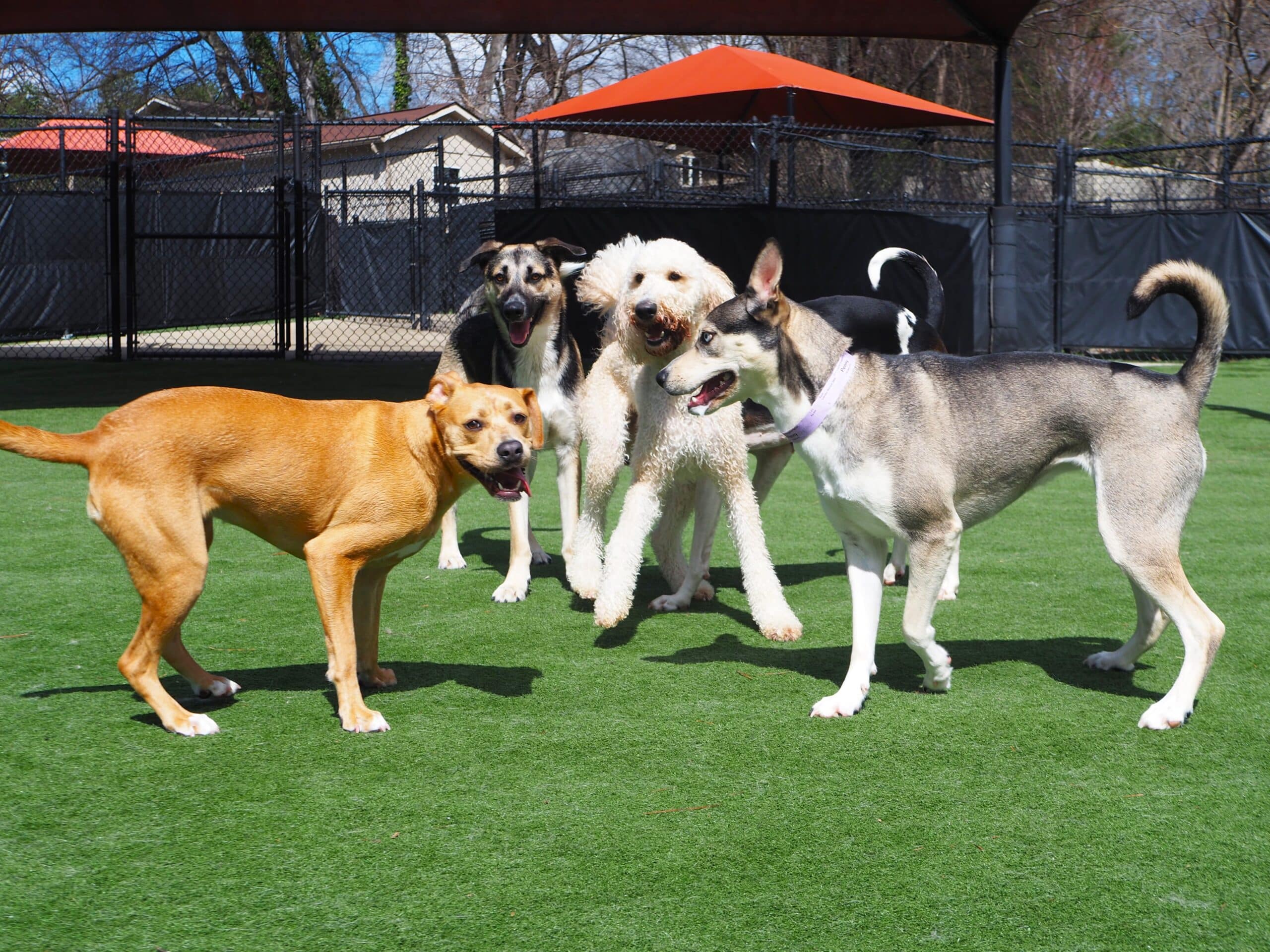 four larger dogs huddled together in the play yards