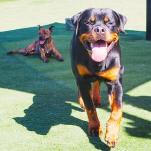 happy dogs