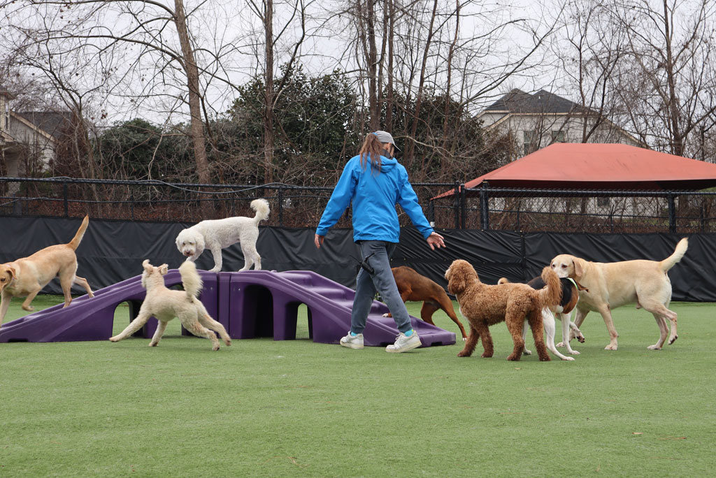 Mesmerizing Dog Boarding Matthews Nc Design Illustration Mesmerizing Dog Boarding Matthews Nc Design Illustration