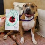 Guest with lady bug paw painting