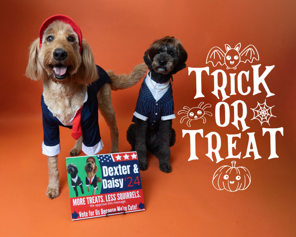 Stroud, Dexter and Daisy two dogs in 2024 presidential candidate costumes