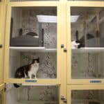 2 cats relaxing in their suites
