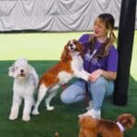 staff with dogs