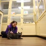 handler petting a cat