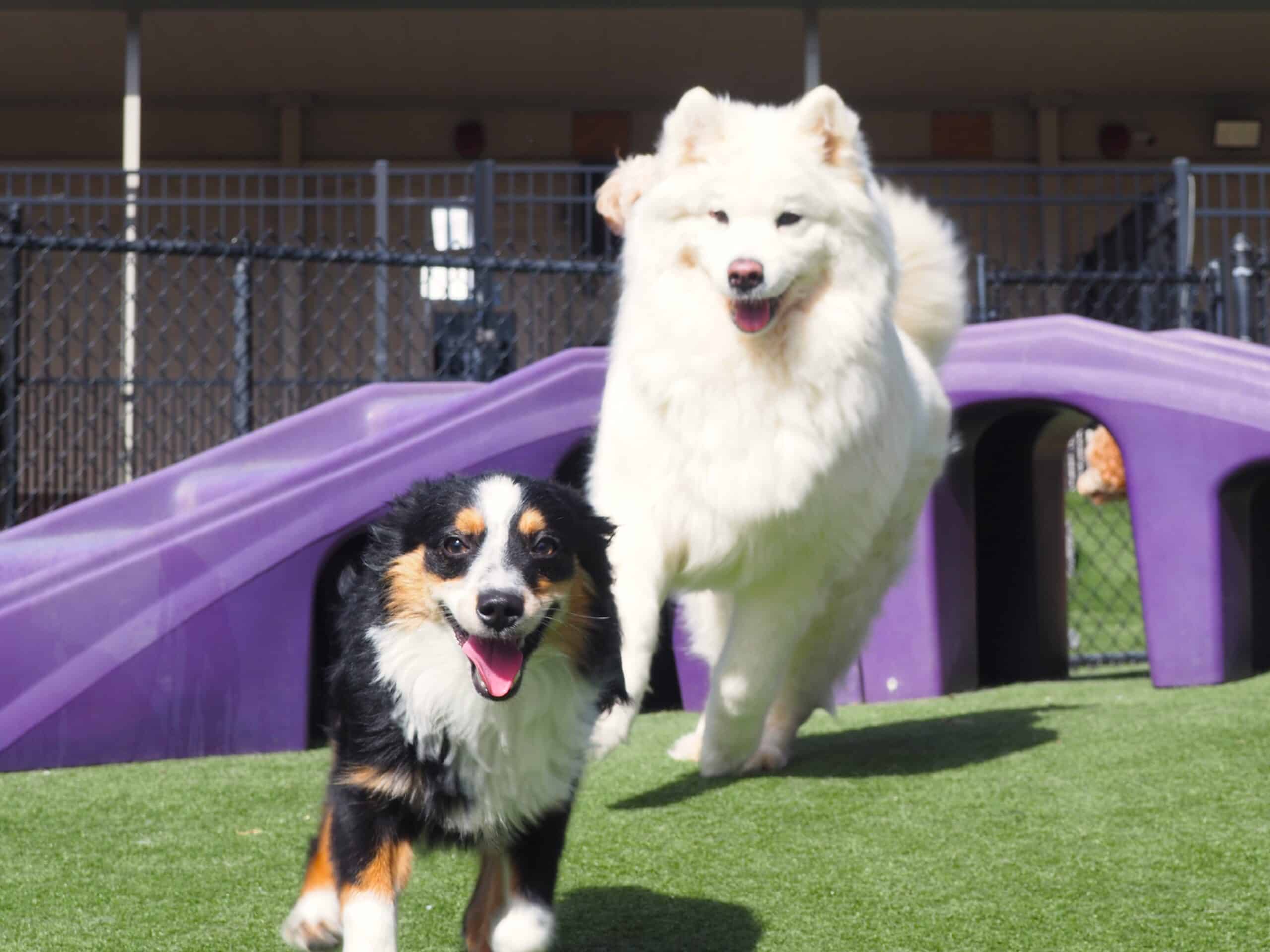2 dogs running