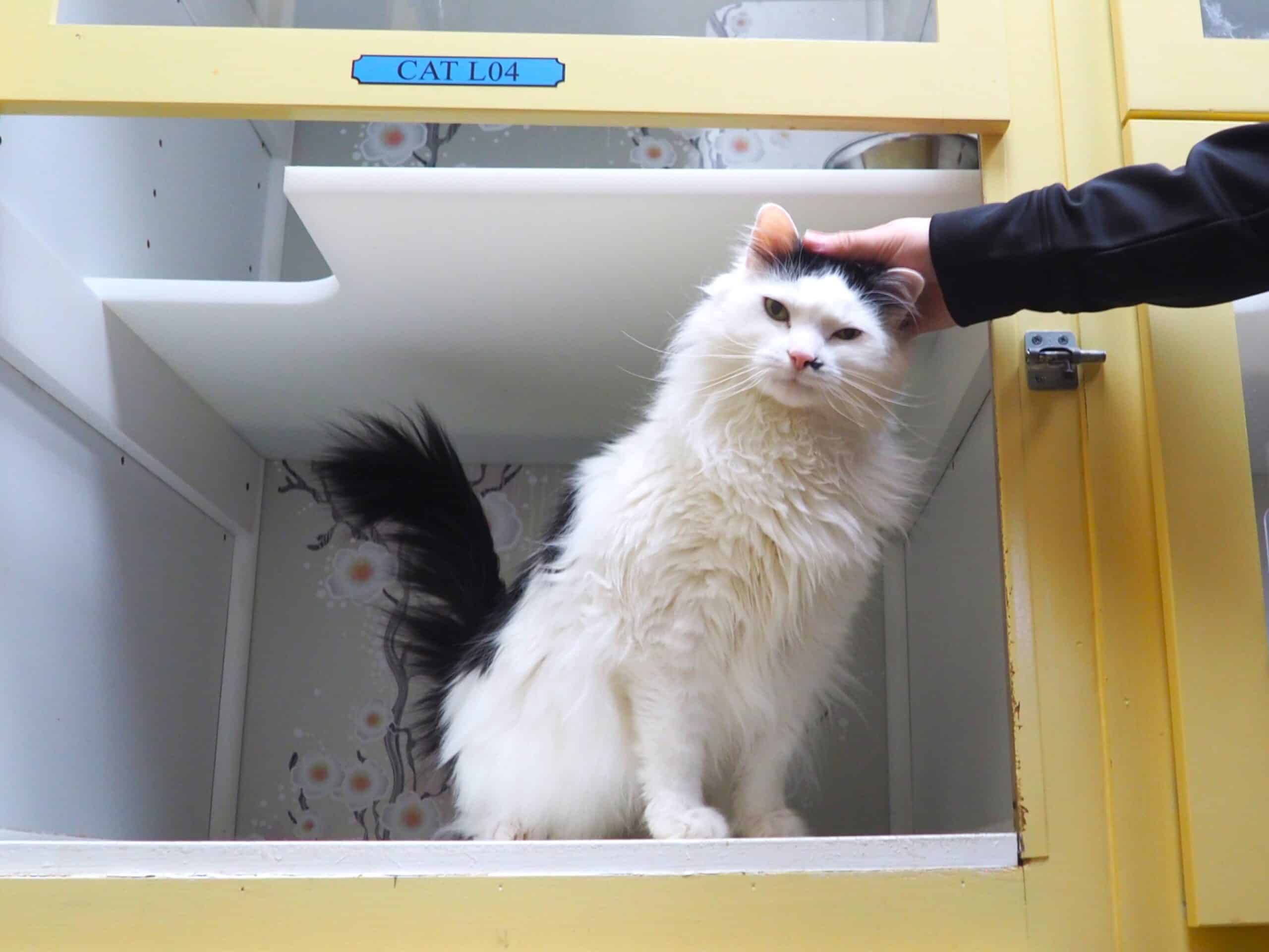 Handler petting a cat
