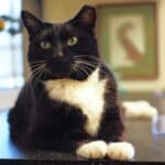 Cat resting in Cattery