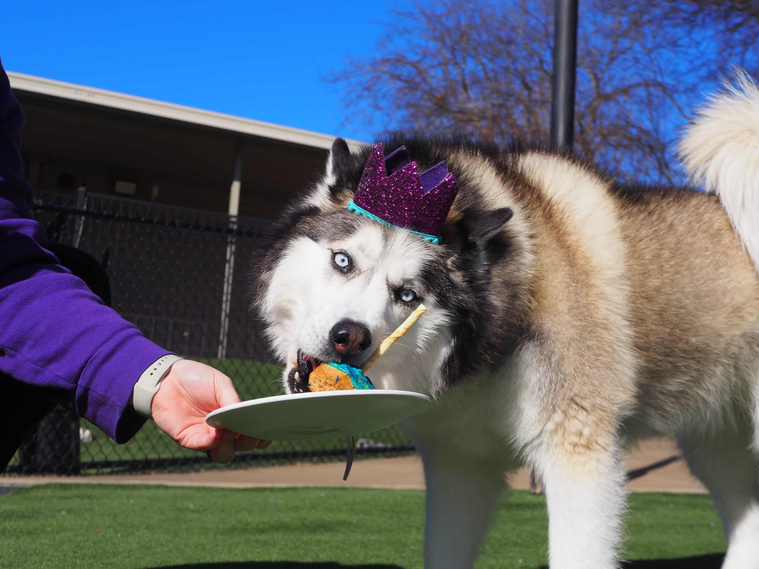 Dog enjoying their birthday cupcake