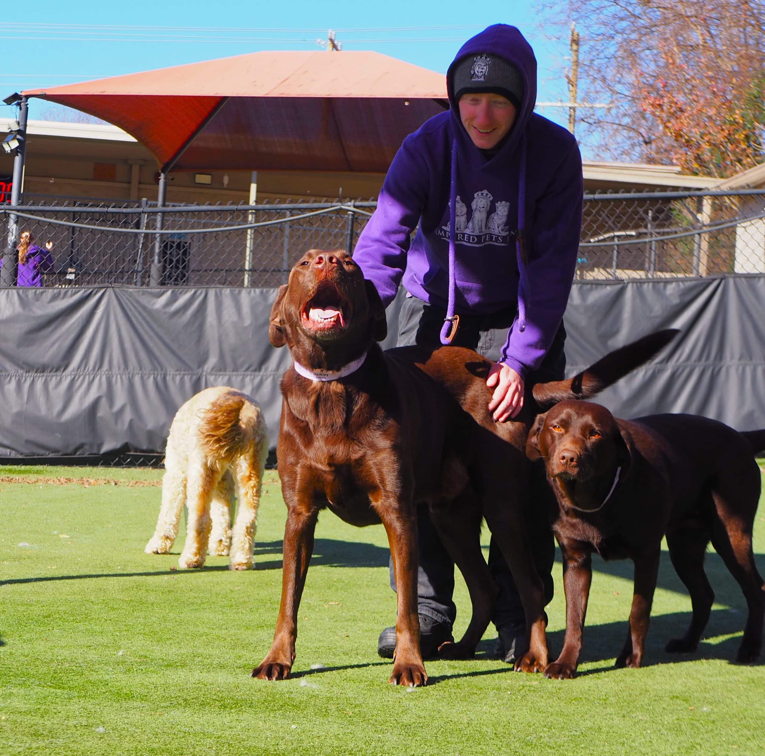 Pet Handler petting dogs