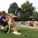 staff with dogs in pool yard