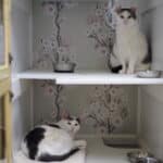 2 sibling cats resting in their suite