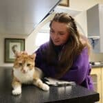 Handler petting cat
