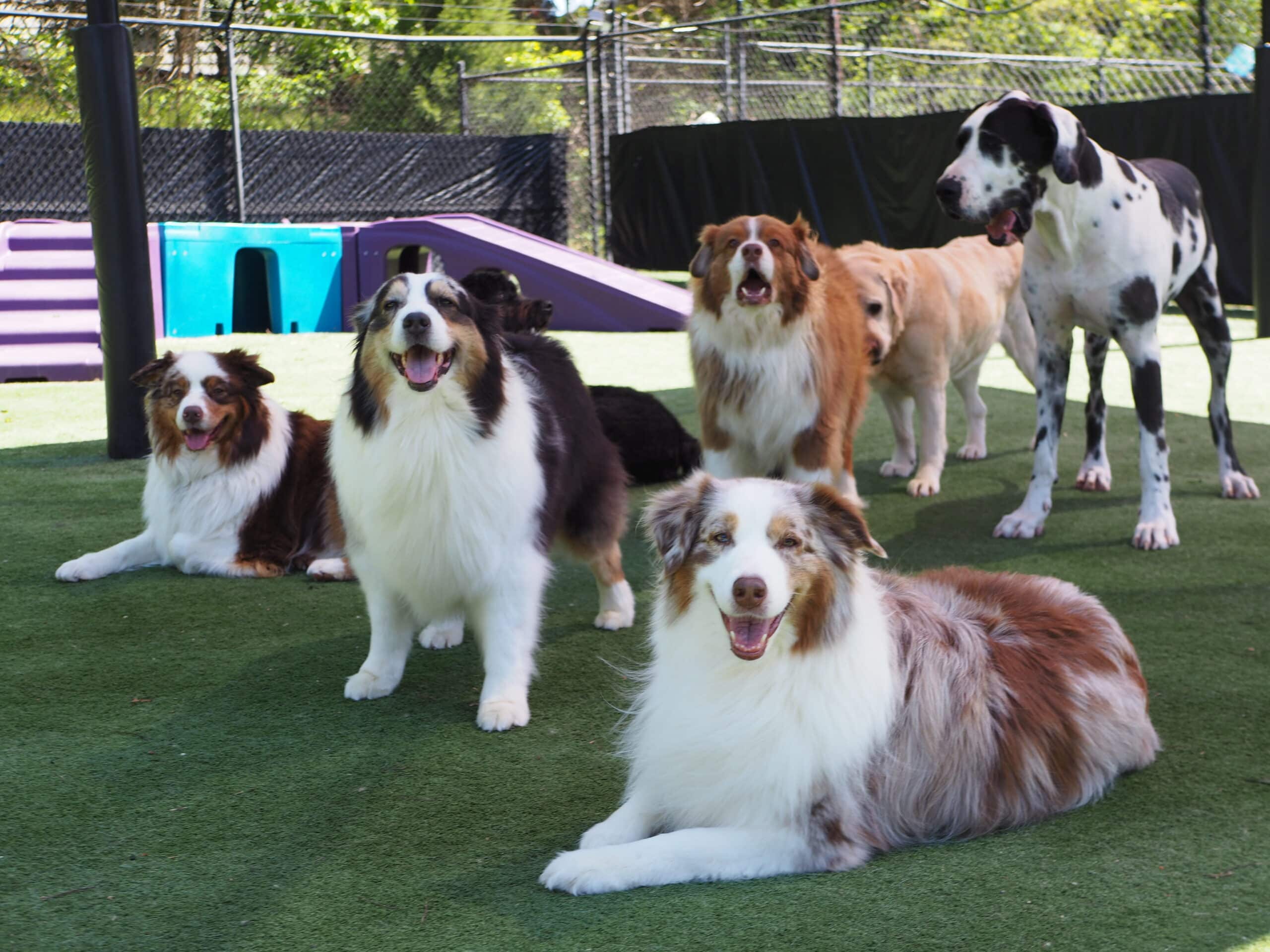 Four Australian Shepherds and some other dogs in a play group together
