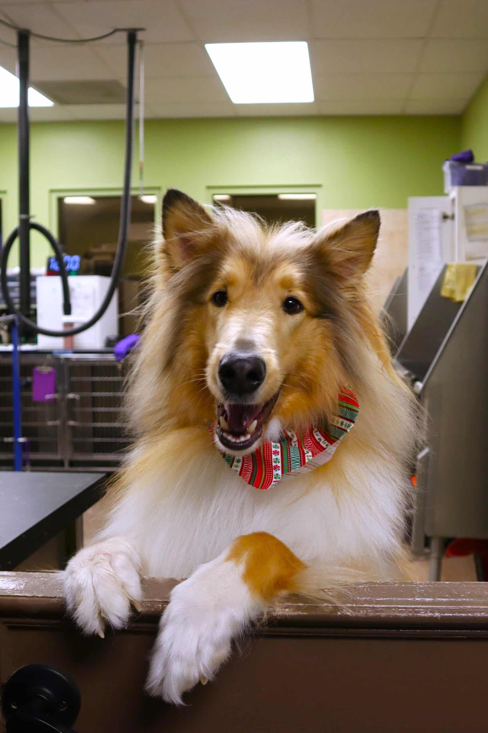 dog smiling from inside the pet spa