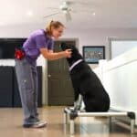 Dog trainer petting a training dog
