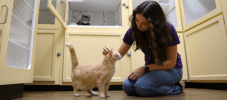 Concierge petting a cat