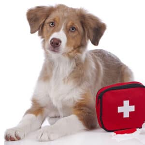 pet first aid