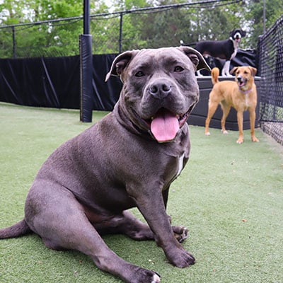 rescue dog